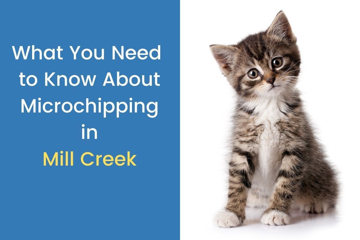 What-You-Need-to-Know-About-Microchipping-in-Mill-Creek
