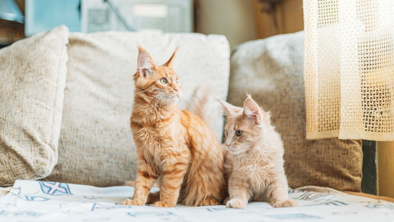 two-funny-curious-young-red-ginger-maine-coon-kitt-2023-11-27-05-20-37-utc-_20240528-194114_1