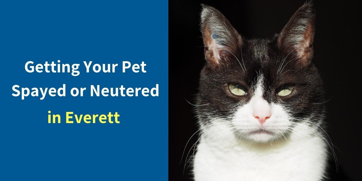 Getting-Your-Pet-Spayed-or-Neutered-1