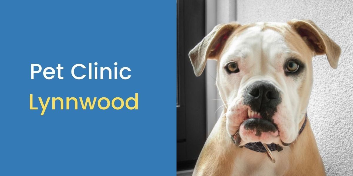 Pet-Clinic-Lynnwood