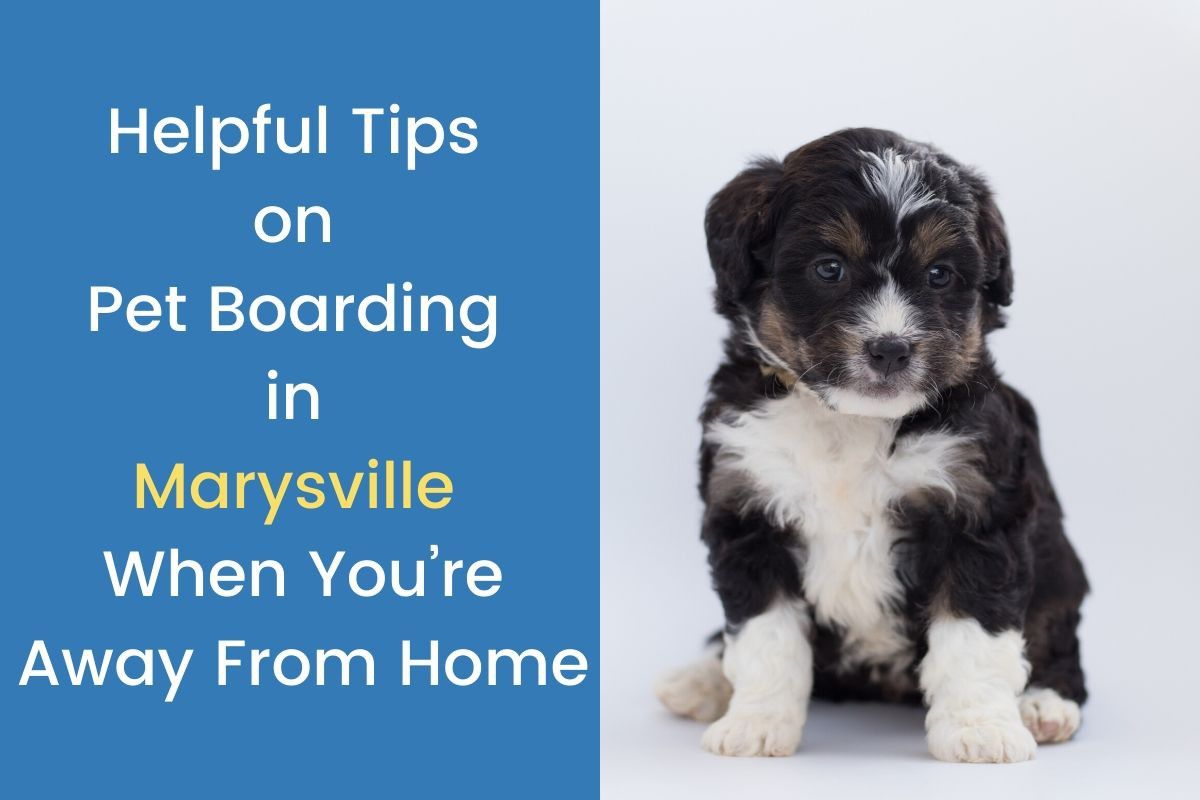 Helpful-Tips-on-Pet-Boarding-in-Marysville-When-Youre-Away-From-Home-2