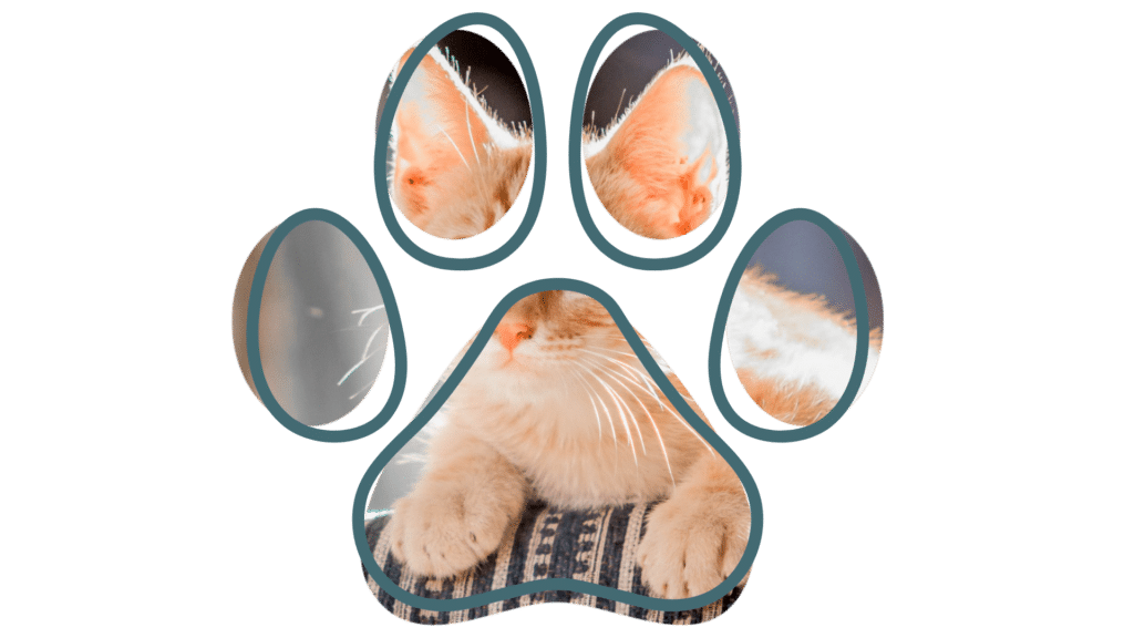 Vet near me cat checkup Everett Veterinary Hospital Everett Washington