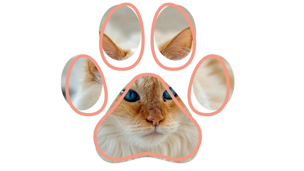 Vet near me compassionate care Everett Veterinary Hospital Everett WA dogs and cats