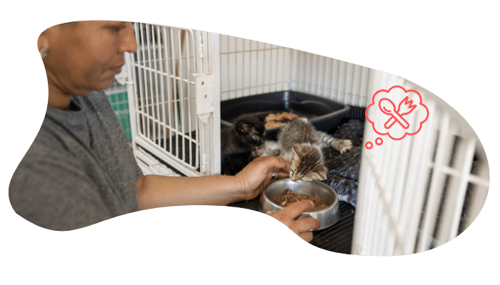 Shelter pet wellness visit at Everett Veterinary Hospital in Everett, WA