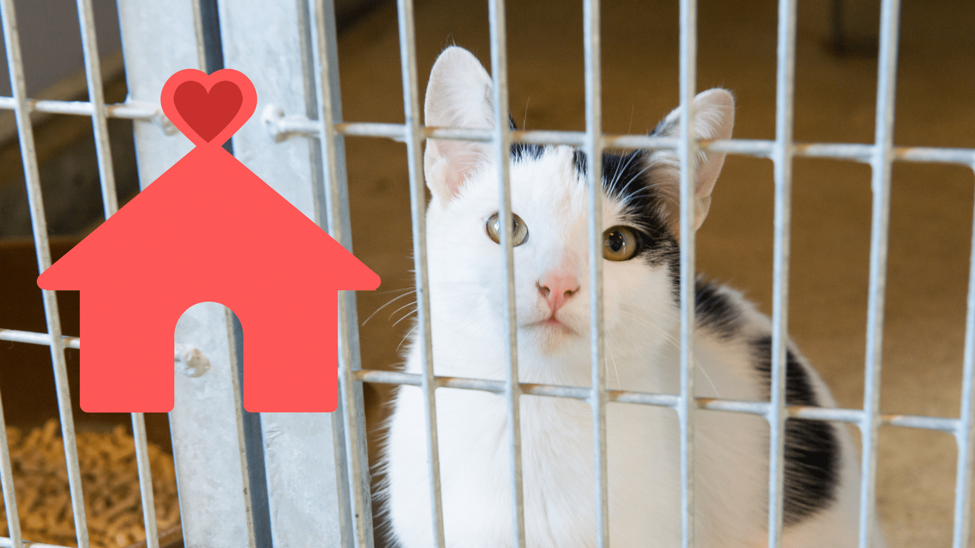 Family adopting a shelter cat with support from Everett Veterinary Hospital in Everett, WA