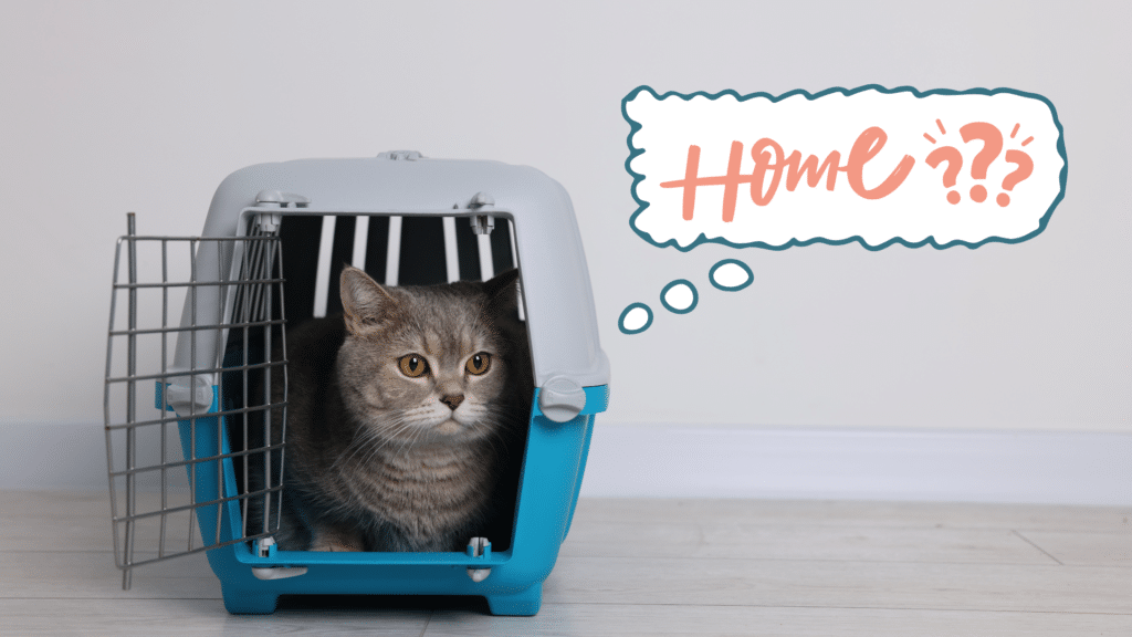 Cat sitting in a carrier after being brought home in Everett, WA